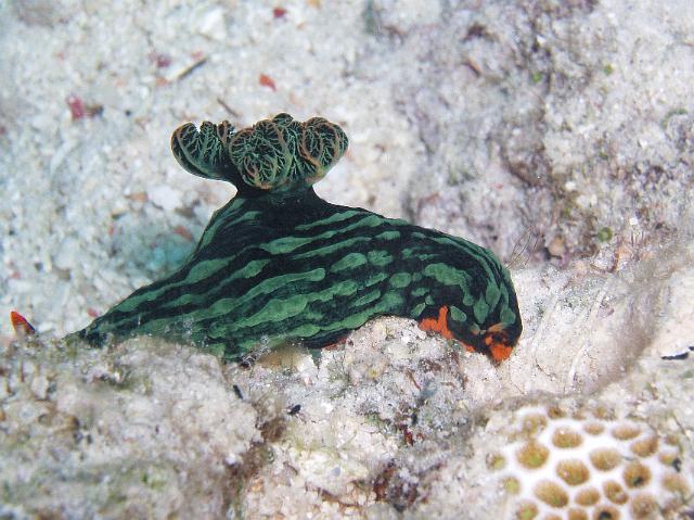 Neonsternschnecke 147.jpg